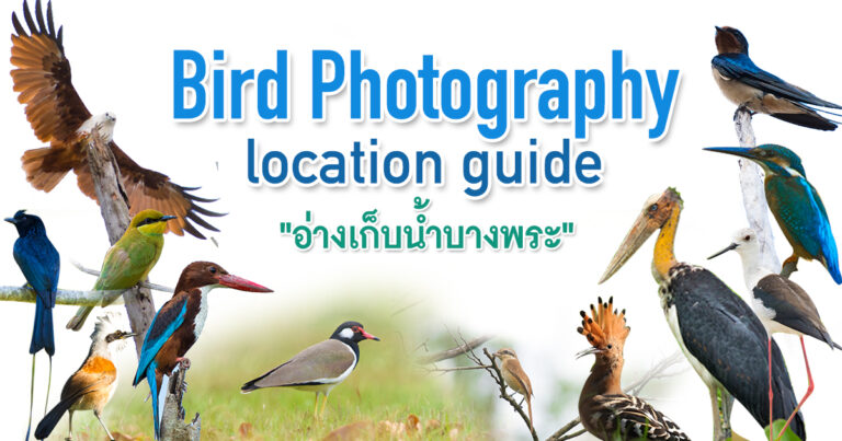 Bird Photography  location guide : แนะนำสถานที่ถ่ายภาพนก”อ่างเก็บน้ำบางพระ” จ.ชลบุรี